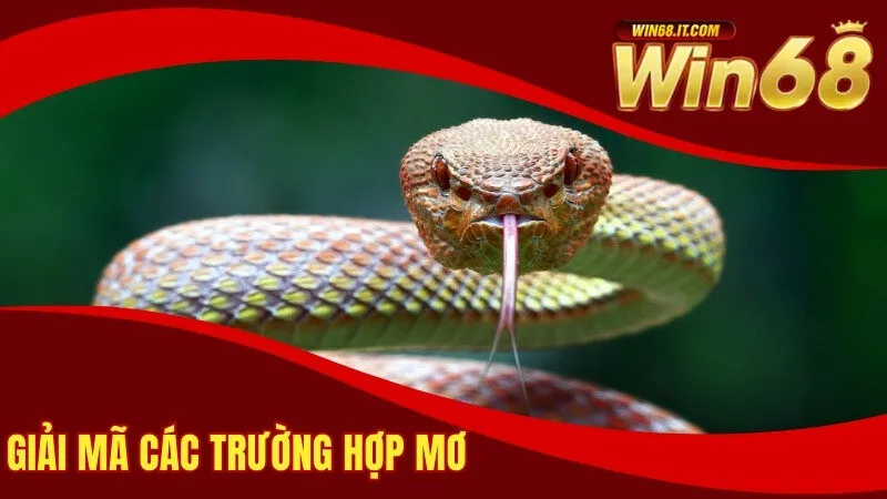 Ngủ Mơ Thấy Rắn Tốt Hay Dữ? Các Con Số Đẹp Khi Chơi Lô 3 Giải mã các trường hợp mơ