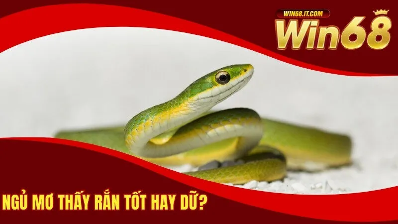 Ngủ mơ thấy Rắn