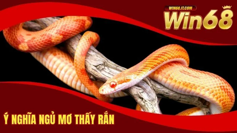 Ngủ Mơ Thấy Rắn Tốt Hay Dữ? Các Con Số Đẹp Khi Chơi Lô 2 Ý nghĩa ngủ mơ thấy Rắn